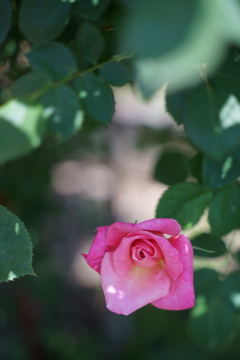 DSC04085