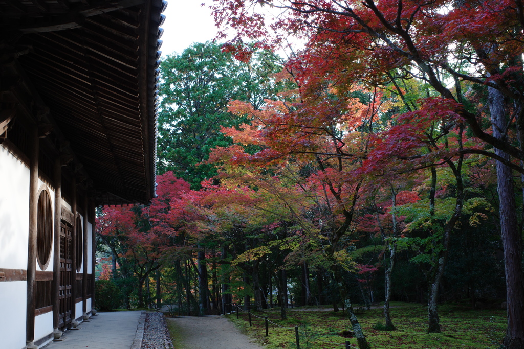 宝福寺紅葉202303