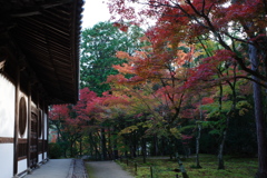 宝福寺紅葉202303
