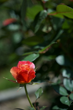 DSC04112