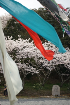 nk3520079