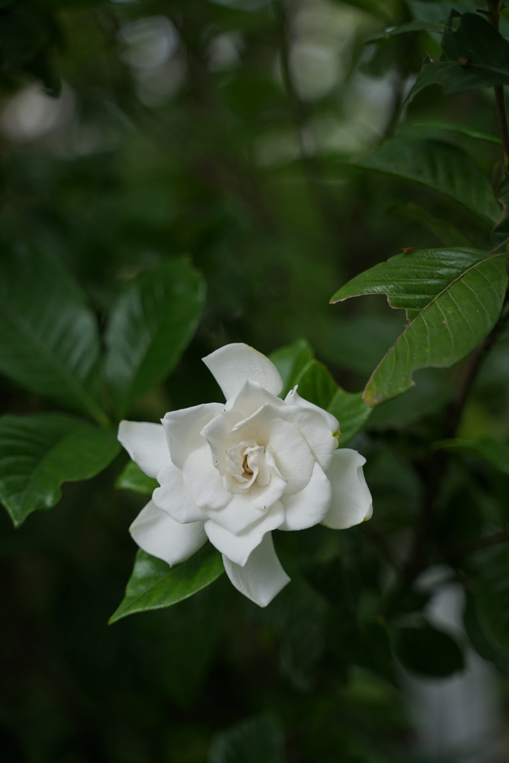 DSC04409
