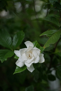 DSC04409