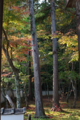宝福寺紅葉202302