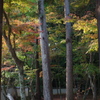 宝福寺紅葉202302