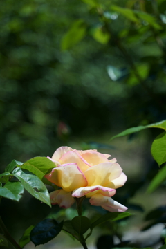 DSC04111