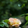 DSC04111