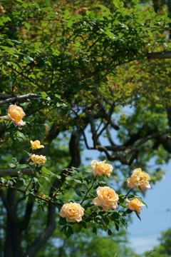 DSC04079
