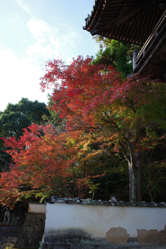 宝福寺紅葉202301