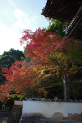 宝福寺紅葉202301