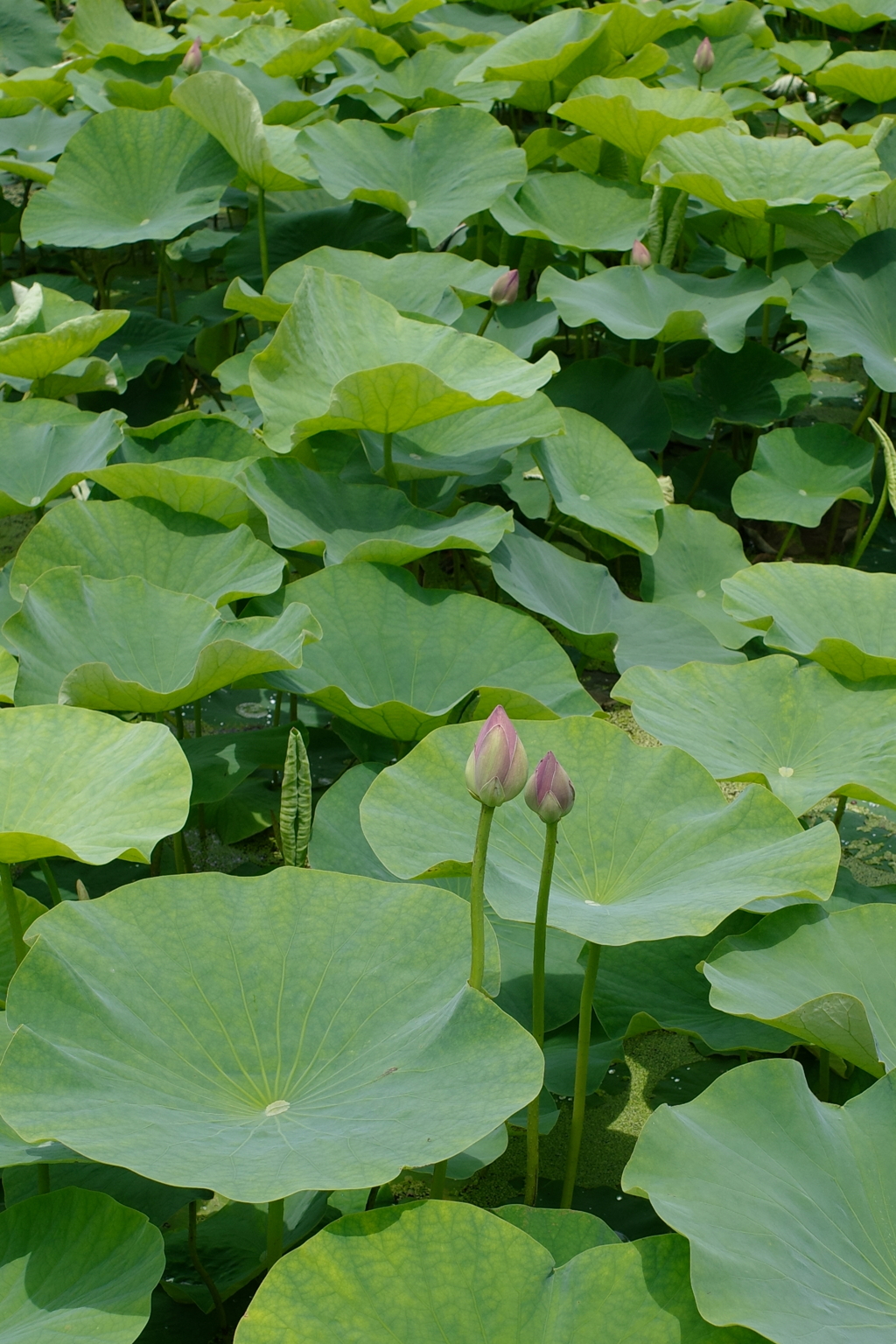R0000230