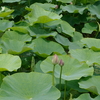 R0000230