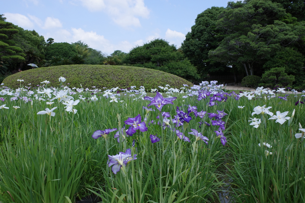 花菖蒲
