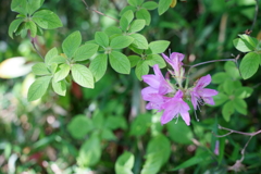 DSC04020