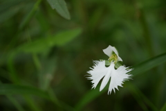 さぎ草