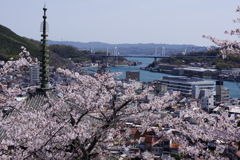 尾道の春2025-4