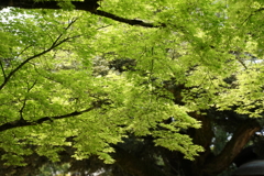 DSC03652