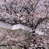 尾道の春2025-1