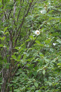 R0000225