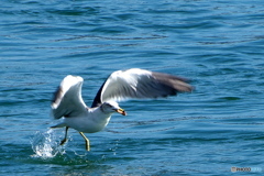 とったぞ とったぞ