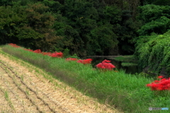 川べりに