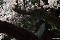 森の中で 森の中で