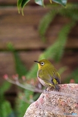 メジロ3 メジロ3