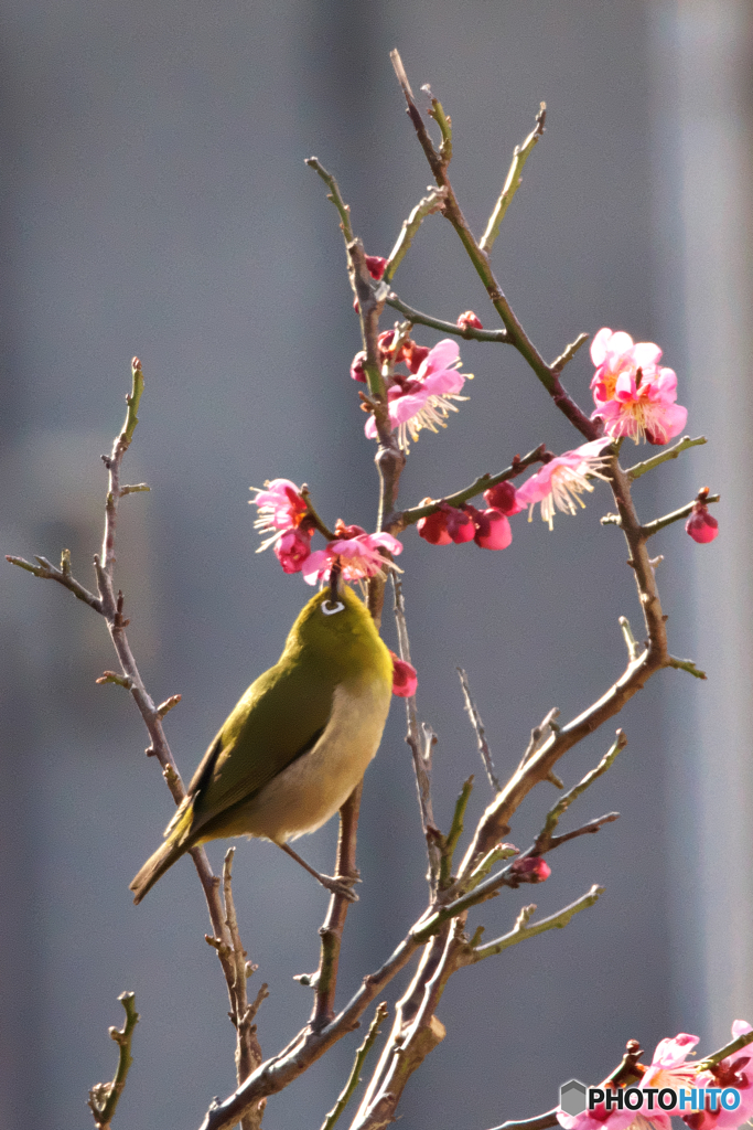 ウットリ