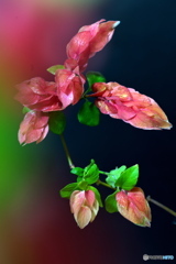 えびそう えびそう