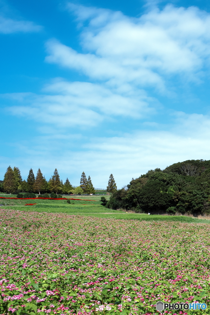 赤いそばの花が咲く