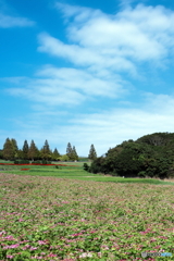 赤いそばの花が咲く