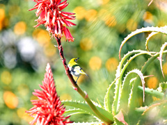アロエの花とともに アロエの花とともに