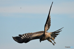 見つけた 見つけた