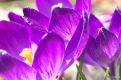 庭に咲く 庭に咲く