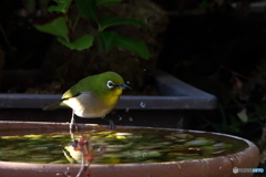 飲んだ 飲んだ