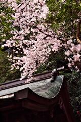 寺領に咲く 寺領に咲く