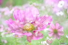 コスモス