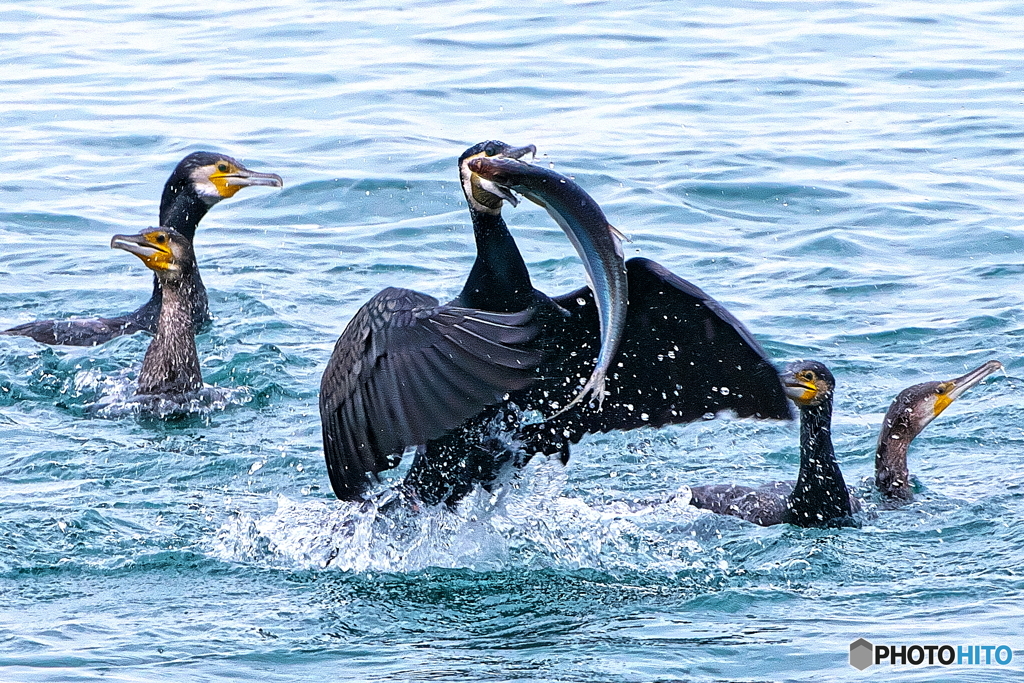 食うか食われるか
