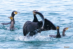 食うか食われるか