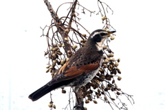 ホオジロ ホオジロ