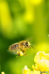 菜の花畑にて 菜の花畑にて