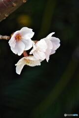 散る前に 散る前に