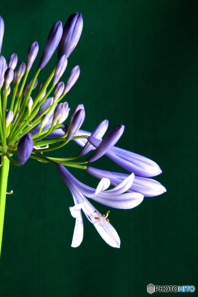 アガパンサス１