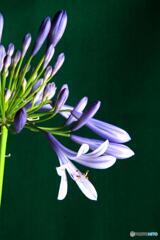 アガパンサス1 アガパンサス1