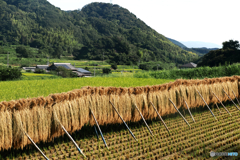 島の秋