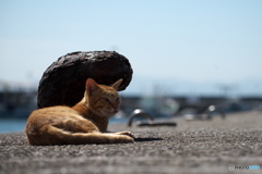 港に住む 港に住む