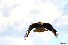 ホバリング ホバリング