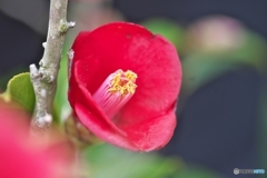 紅い侘助 紅い侘助