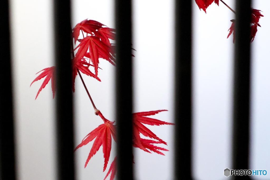 赤紅葉