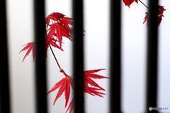 赤紅葉